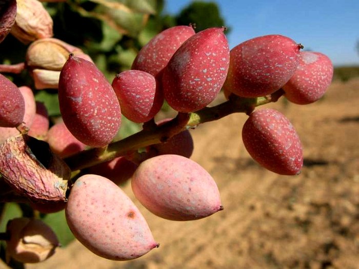 Fruto de pistacho. Variedad Kerman (7)